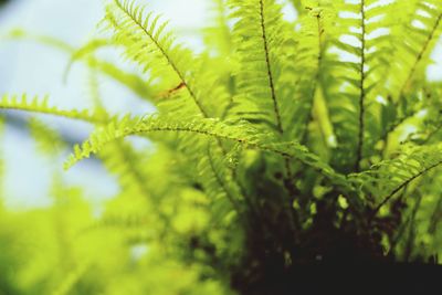 Close-up of green leaves on tree