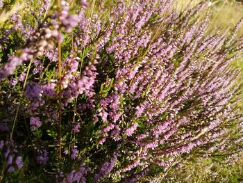 Pink flowering plants against blue sky
