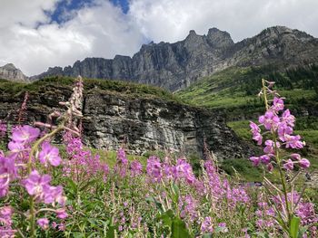 flowering plant