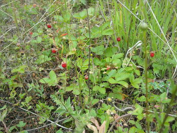 Close-up of plants growing outdoors