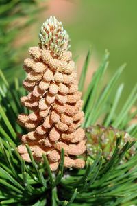 Close-up of pine cone on field