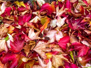 Full frame shot of dried autumn leaves