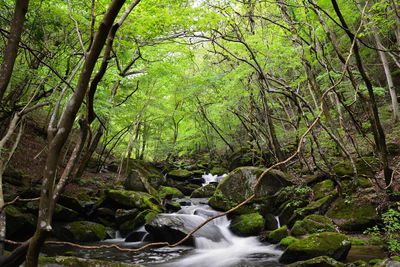 Scenic view of stream amidst trees in forest