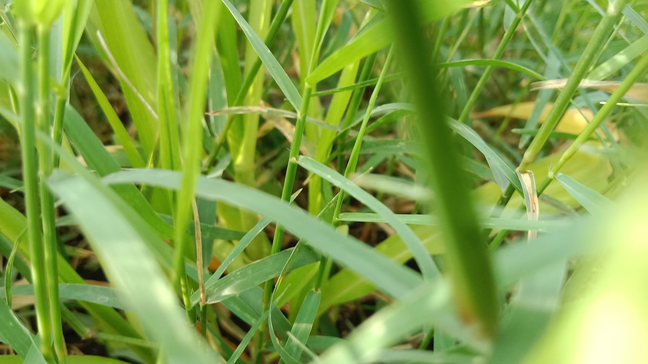 grass, plant, green, lawn, growth, field, nature, land, flower, leaf, agriculture, crop, hierochloe, no people, beauty in nature, selective focus, close-up, plant part, food, sweet grass, landscape, outdoors, day, blade of grass, food and drink, plant stem, meadow, environment, cereal plant, paddy field, rural scene, macro photography
