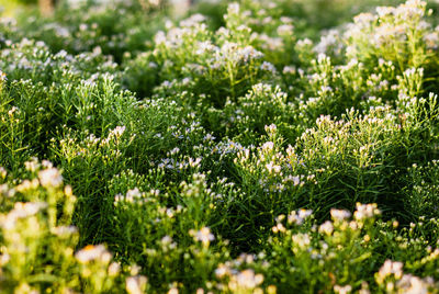 Close-up of flowering plants on field