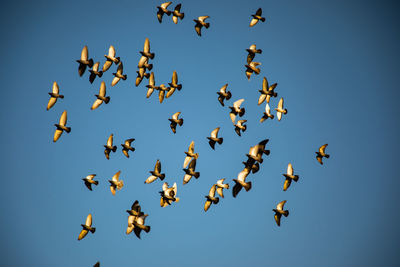 Low angle view of birds flying in the sky