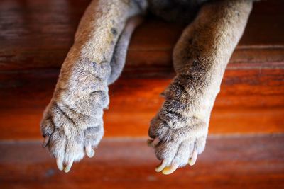 Low section of a cat