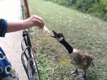 Close-up of hand holding bird on field