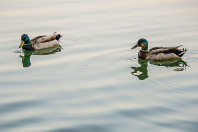 Bird in water