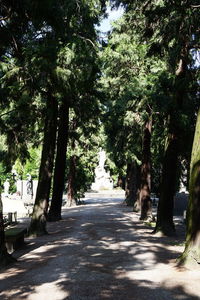 Footpath amidst trees in park