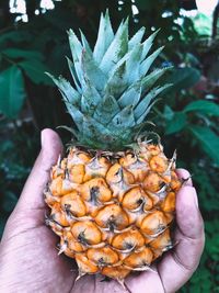 Close-up of hand holding pineapple