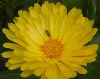 Close-up of bee on yellow flower