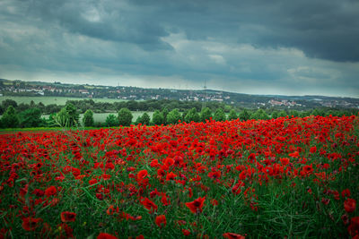 View of flowering plants on field against cloudy sky