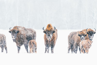 Bison in the wild in winter. wild animals in the reserve .