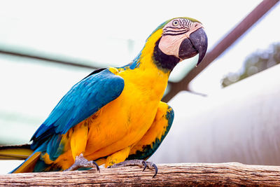 Low angle view of gold and blue macaw perching on branch