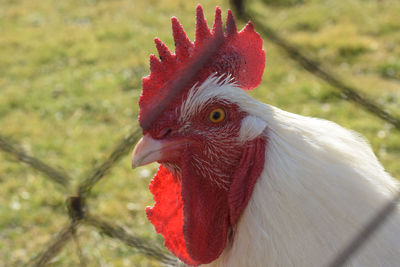 Close-up of rooster