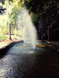 River flowing through forest