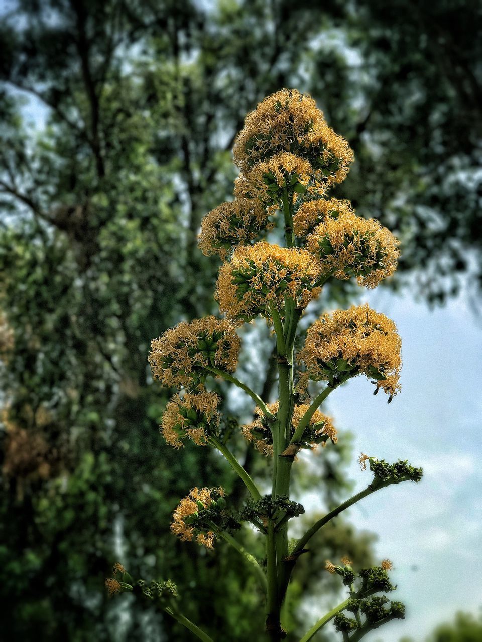 nature, growth, flower, tree, beauty in nature, no people, plant, fragility, focus on foreground, day, freshness, outdoors, close-up, flower head, sky