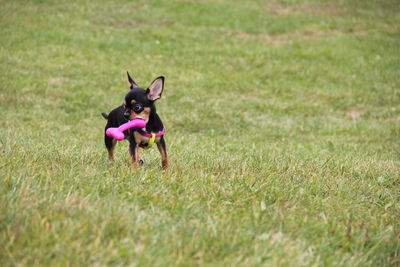 Dog on field