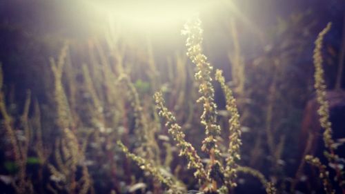 Close-up of fresh plants in field