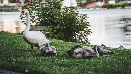 Sheep in a lake
