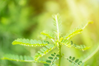 Close-up of fern leaves