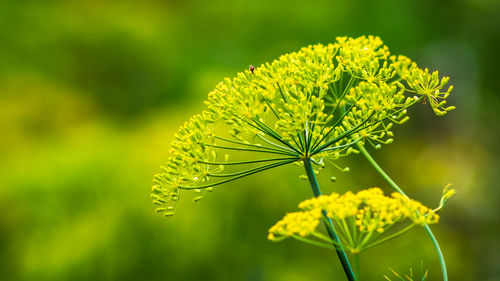 Close-up of yellow flowering plant