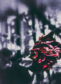 Close-up of red rose plant in snow