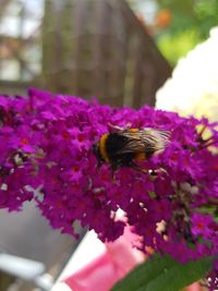 Close-up of bee on purple flowers