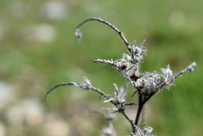 Close-up of plant