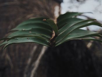 Close-up of green leaf on tree trunk