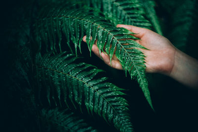 Close-up of hand holding fern leaves