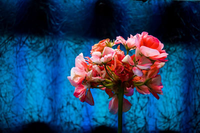 Close-up of pink flowers blooming outdoors