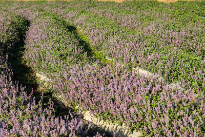 Fresh purple flowering plants in field