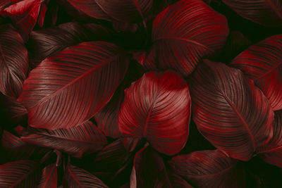 Full frame shot of red leaves