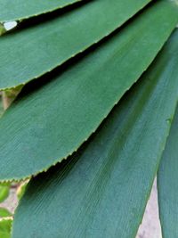 Full frame shot of green leaf
