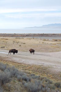 Bison on field