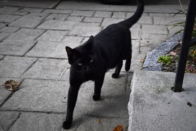 High angle view portrait of black cat on footpath