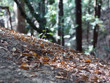 Close-up of dry leaves on tree trunk in forest