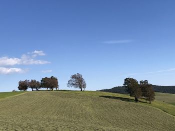 Trees on field against sky