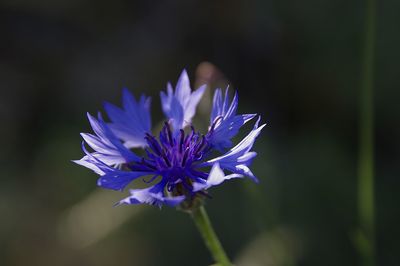 Close-up of purple flowering plant