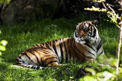 Close-up of tiger lying on grass