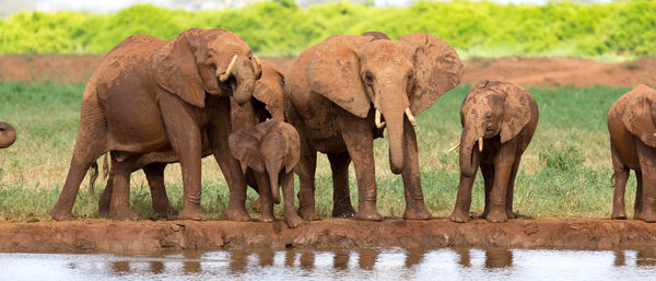 View of elephant in lake