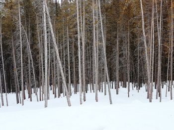 Snow covered land and trees in forest