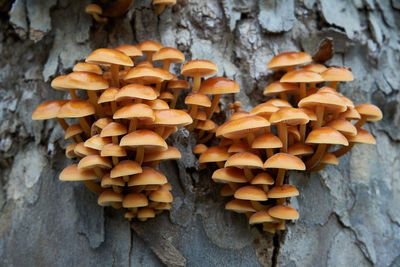 Close-up of mushrooms growing on tree trunk