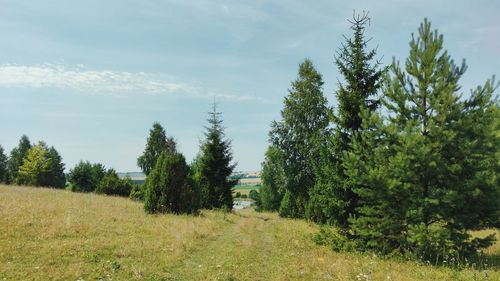 Panoramic scene with trees in the field against the blue sky