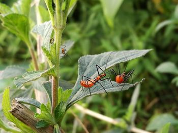 Close-up of insect on plant