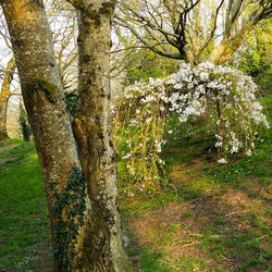 Trees in forest