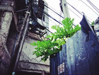 Low angle view of plants outside building