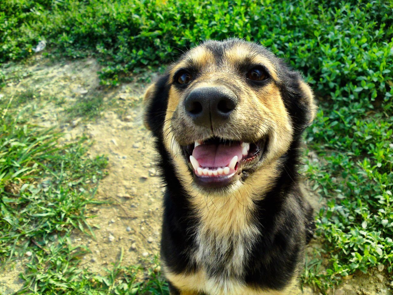 CLOSE-UP PORTRAIT OF DOG